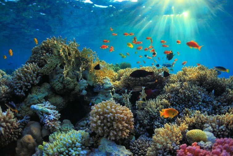 Tropical fish swimming above a colorful coral reef at O'Brien's Cay in the Exumas, Bahamas.