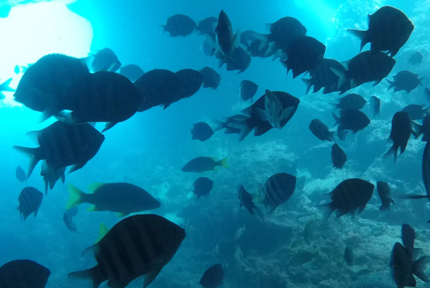 School of fish in the sunlit blue water of Thunderball Grotto near Staniel Cay in the Exumas, Bahamas.